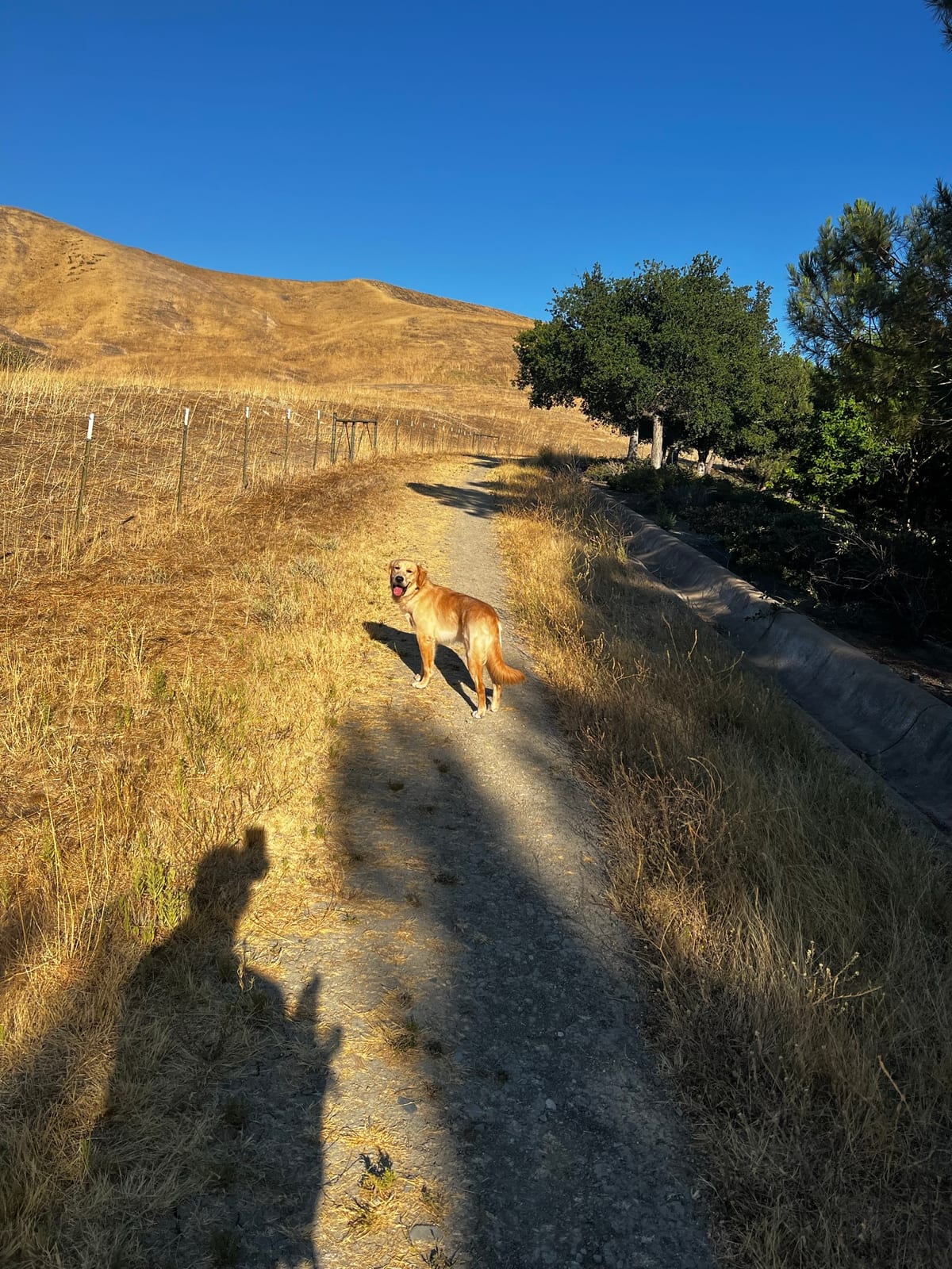 Hikes with Dante — East Bay Hills