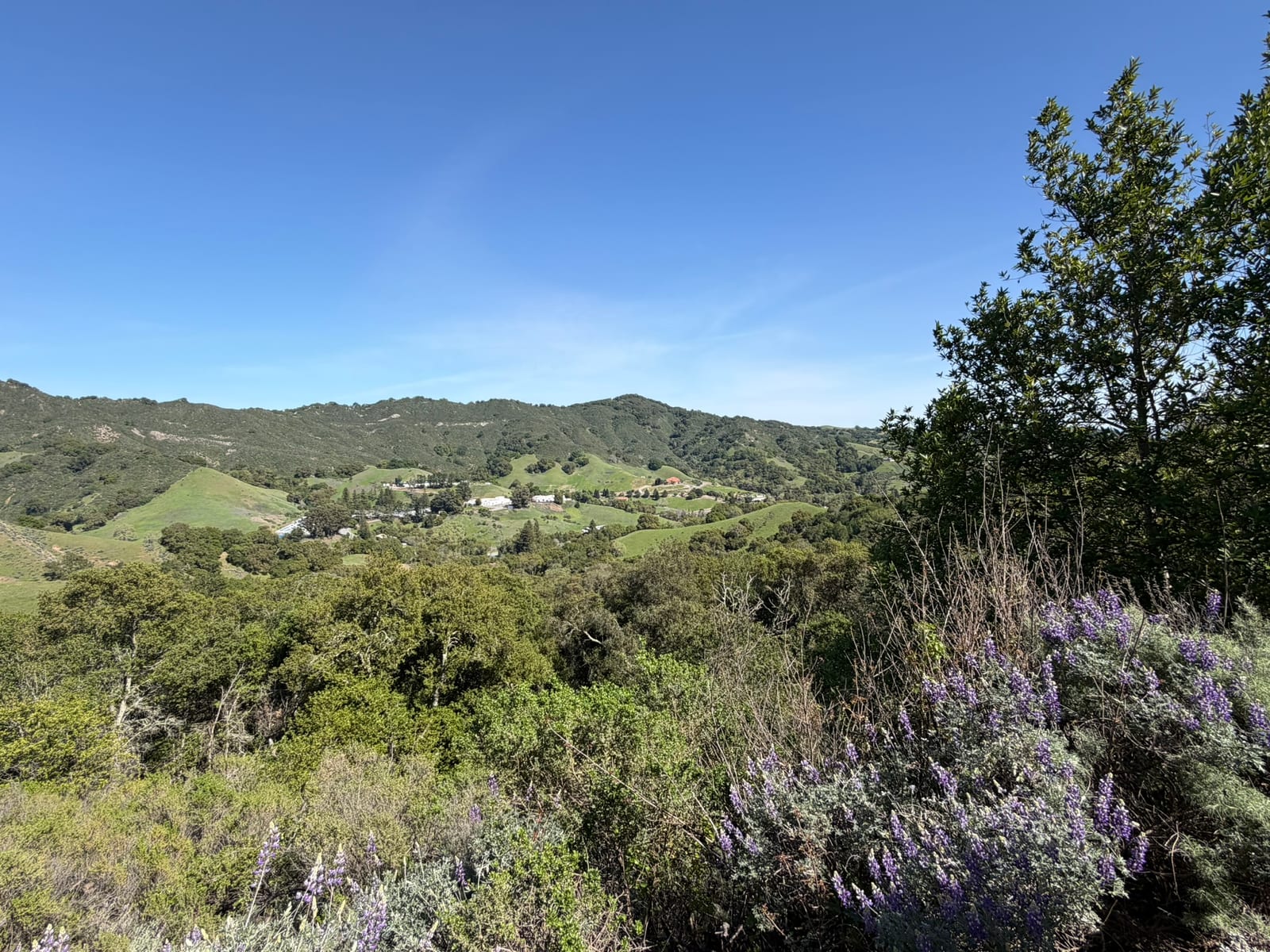Hikes with Dante — East Bay Hills