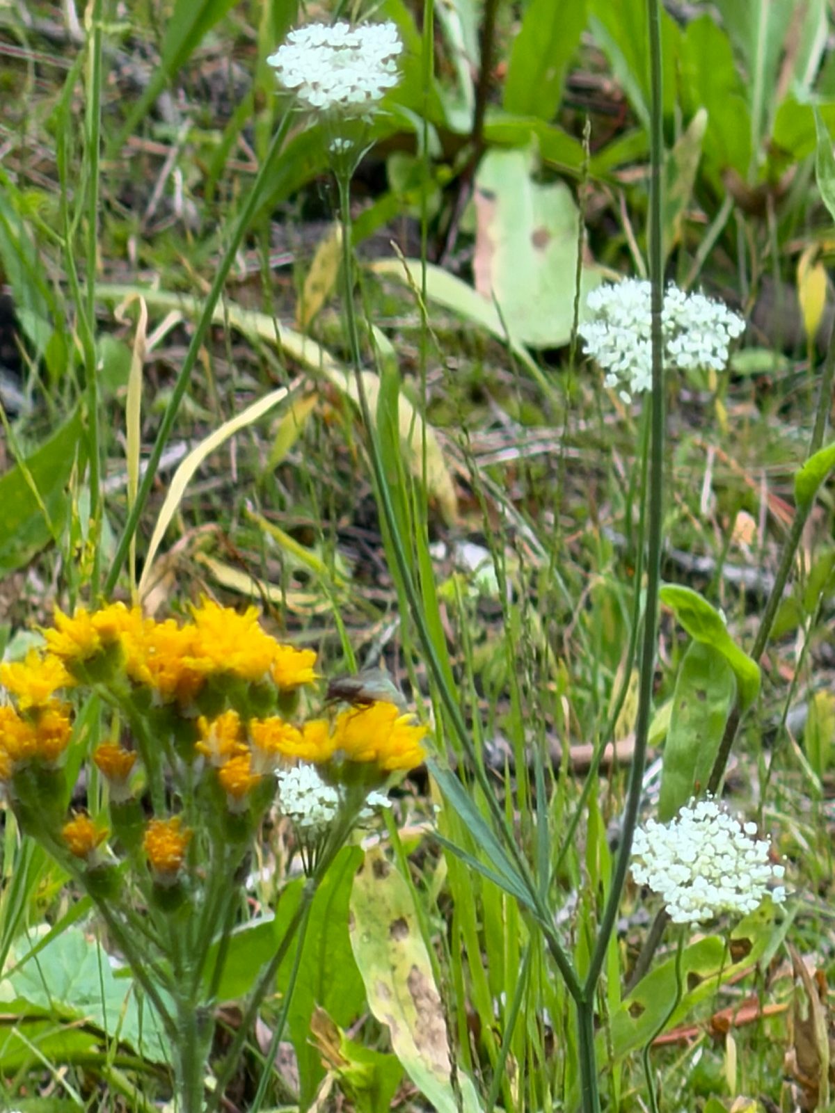 Lukens Lake