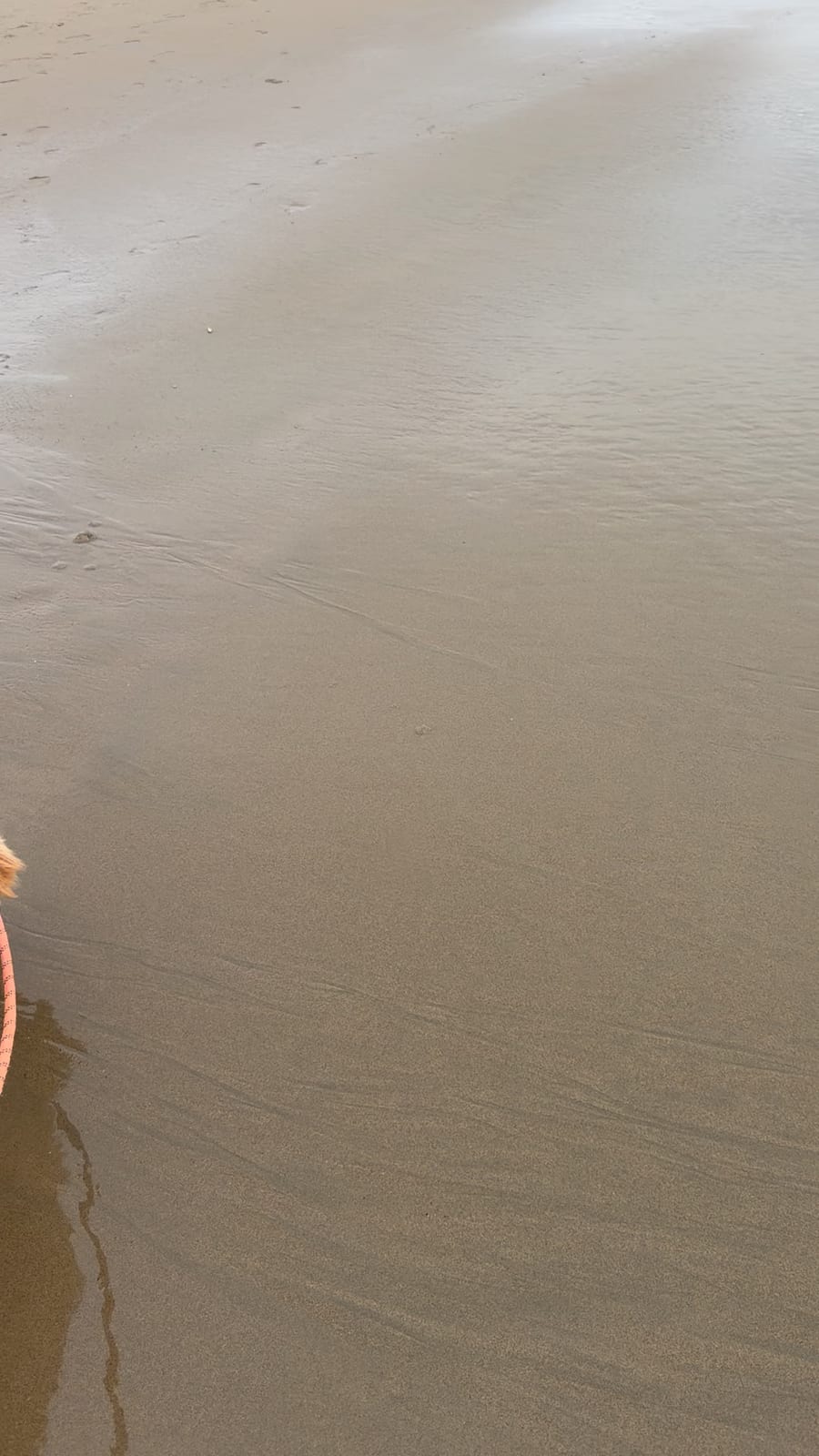 Point Reyes Beaches with Dante