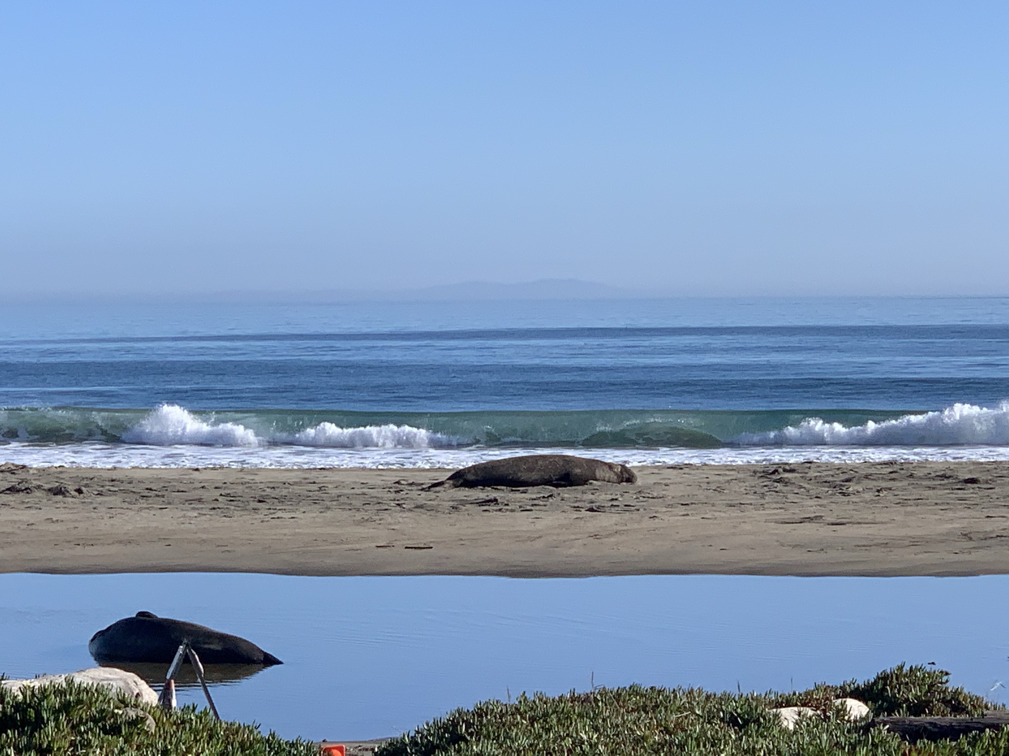 Point Reyes Beaches with Dante