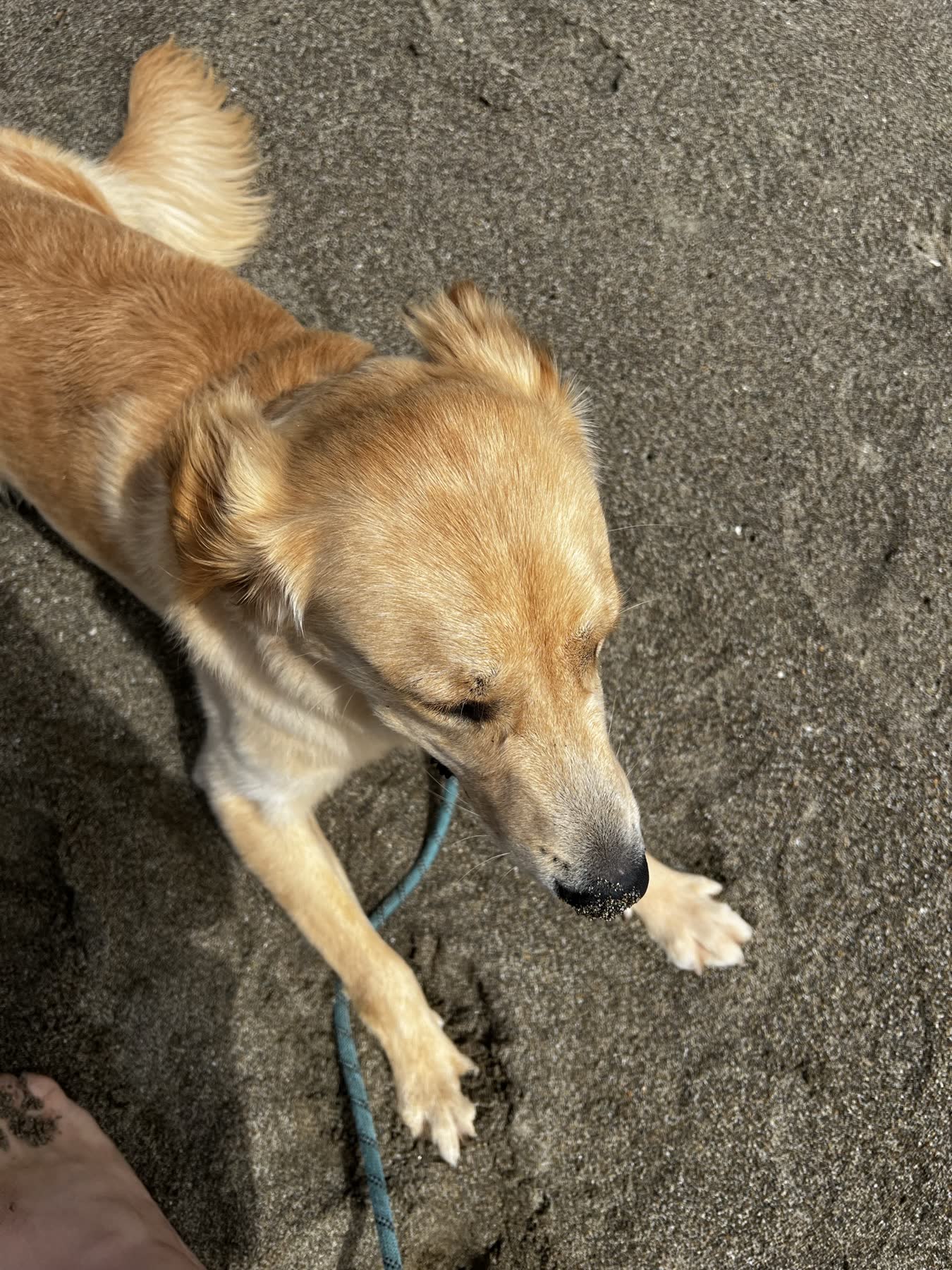 Point Reyes Beaches with Dante