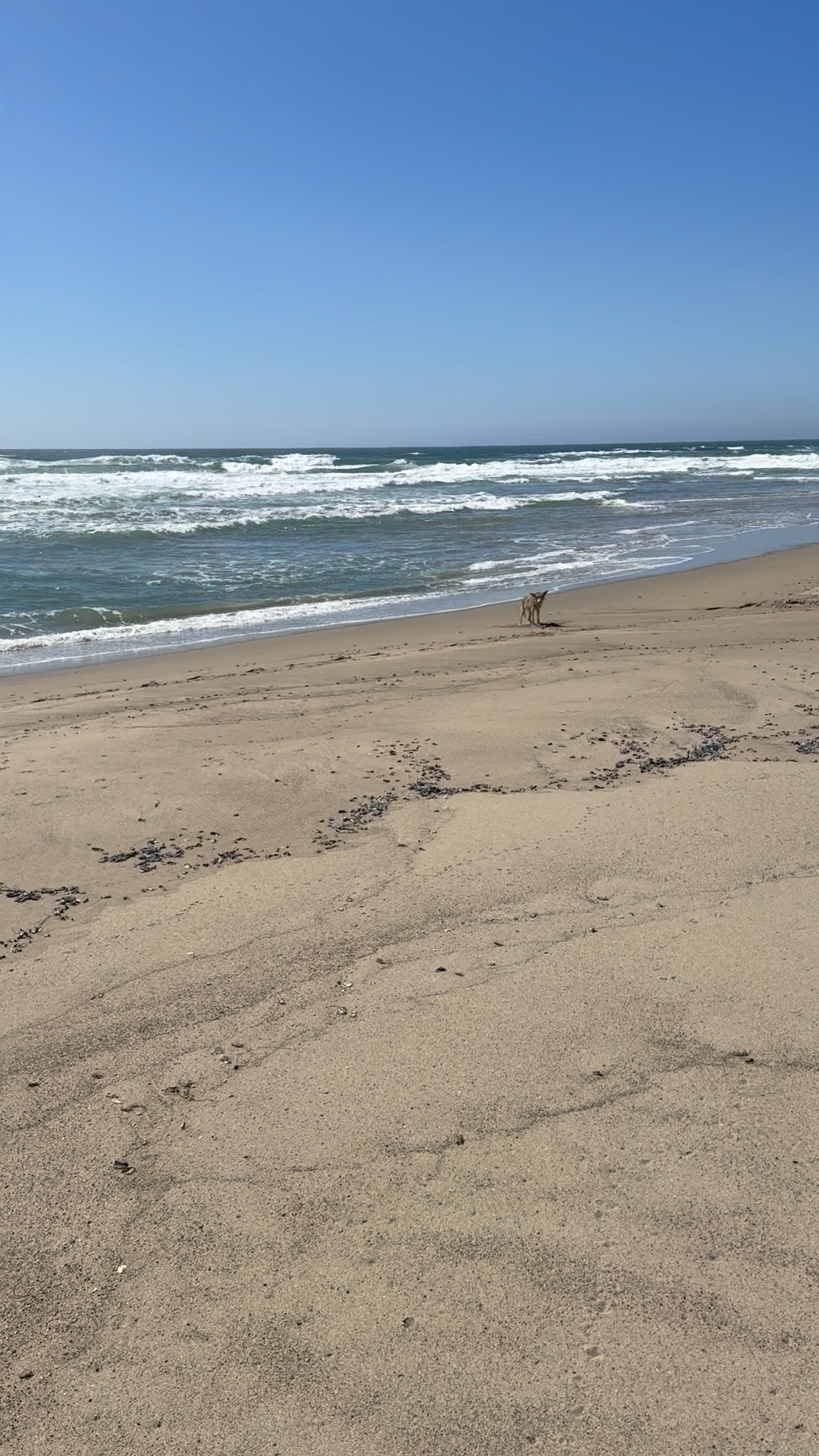 Point Reyes Beaches with Dante