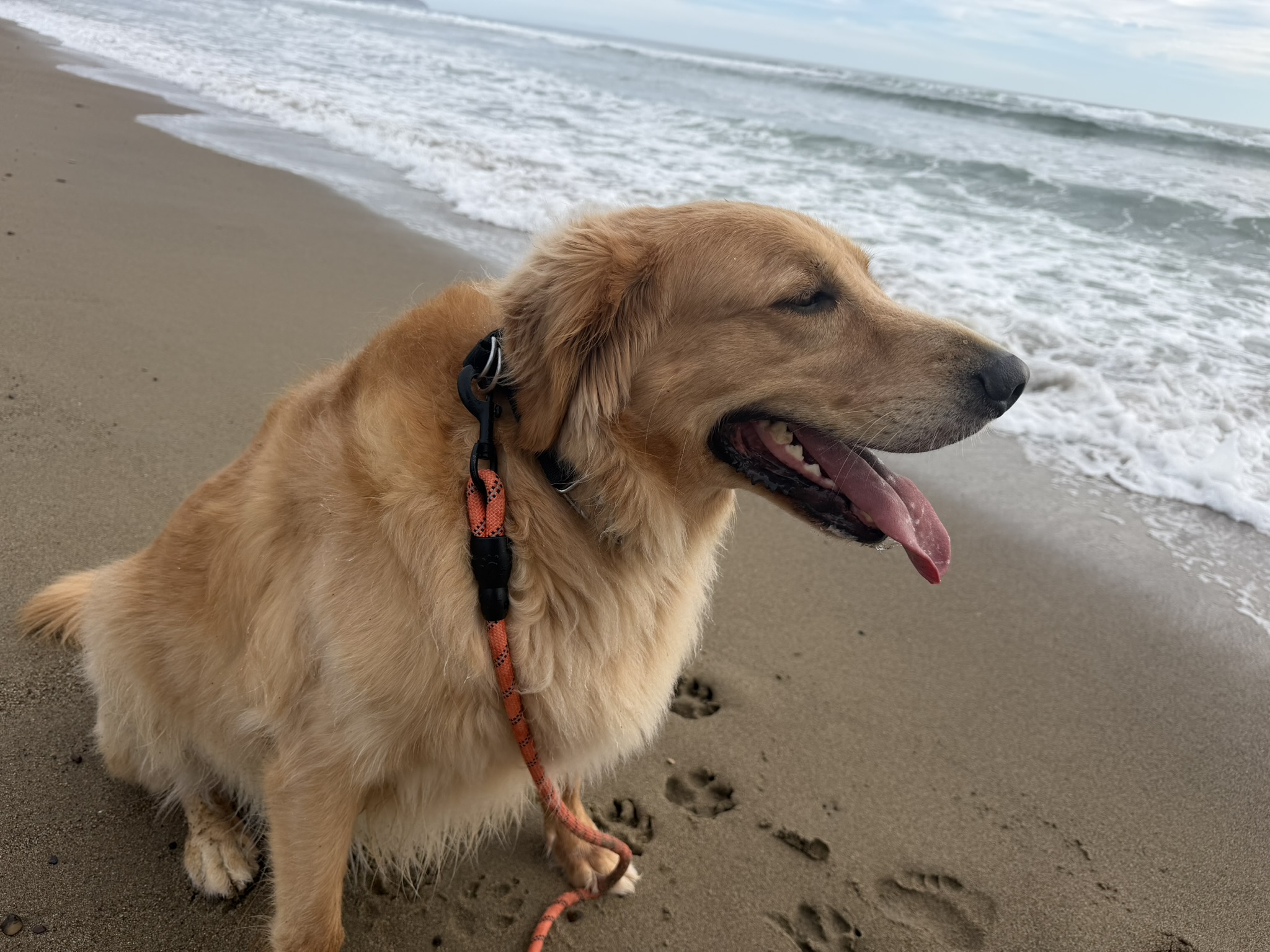 Point Reyes Beaches with Dante